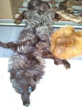 Pelli, 3 stole di volpe, una