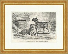 Bull terrier incrocio piccolo