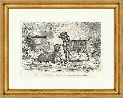 Bull terrier incrocio - , piccolo