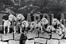 Foto vintage Francia, Gruppo di cuccioli di Weimaraner, stampa 18x13 cm