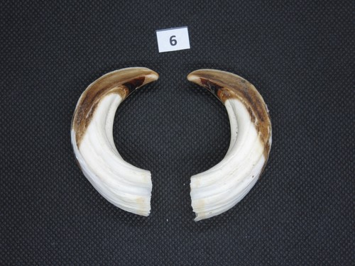 Wild boar tusks - , 6)