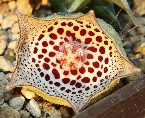 Huernia calosticta 2739c - huernia,