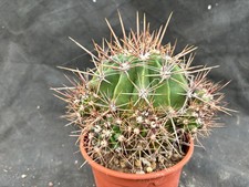 FEROCACTUS FLAVOVIRENS -