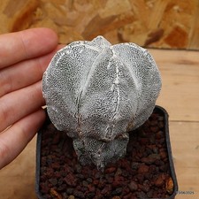 Astrophytum myriostigma onzuka