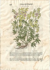 Stampa antica MATTIOLI