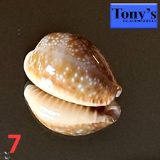Cypraea helvola hawaiiensis #7 22,7 mm BELLEZZA SQUISITA dalle Hawaii