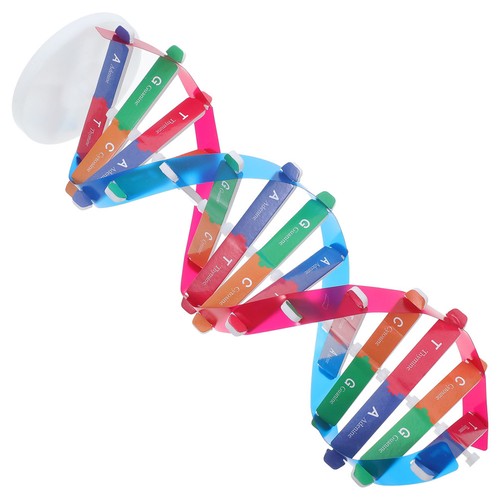 Kit modello dna per bambini - modello,