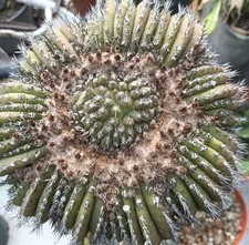 Uebelmannia pectinifer WYSIWYG