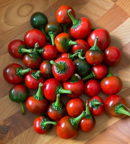 Semi pepecchia calabrese - pepecchia,