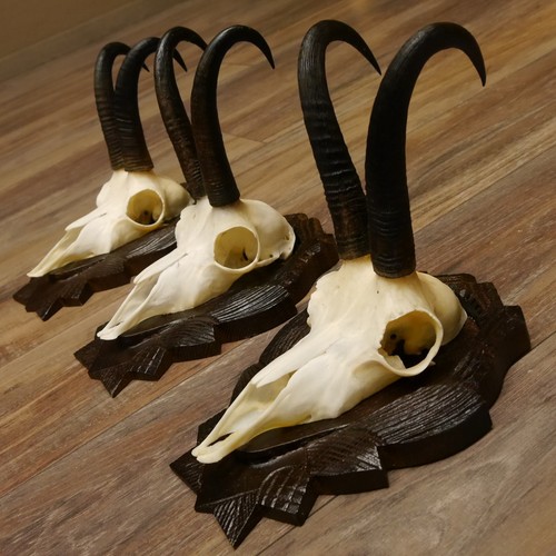 Antlers camosci gamsen sl - camosci,