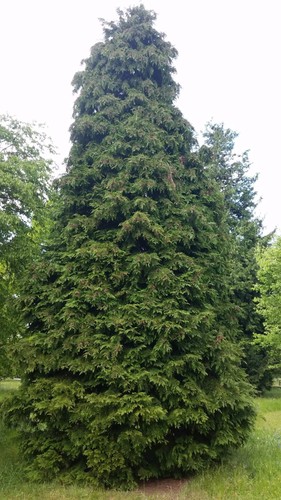 Chamaecyparis lawsoniana - ,