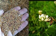 Trifoglio alessandrino - semi