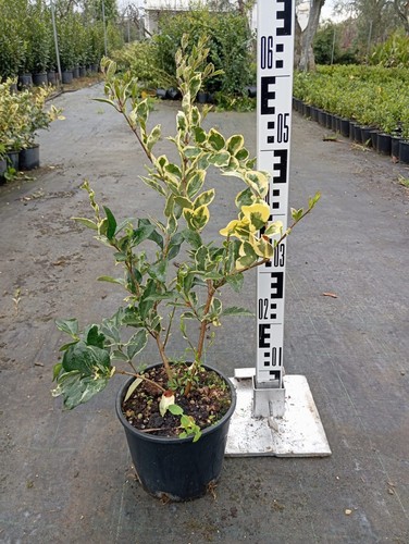 Ligustro ligustrum sinense - ligustro,