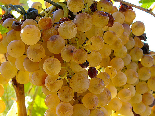 Semi uva zibibbo - 15,