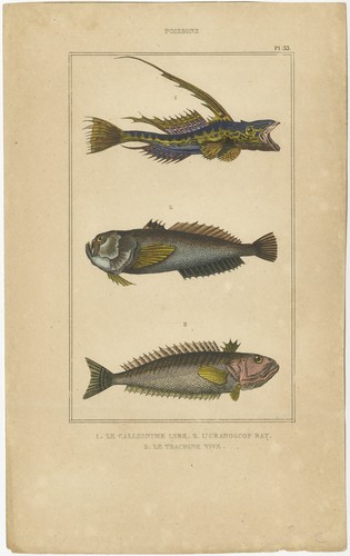 Stampa antica del - drago, comune