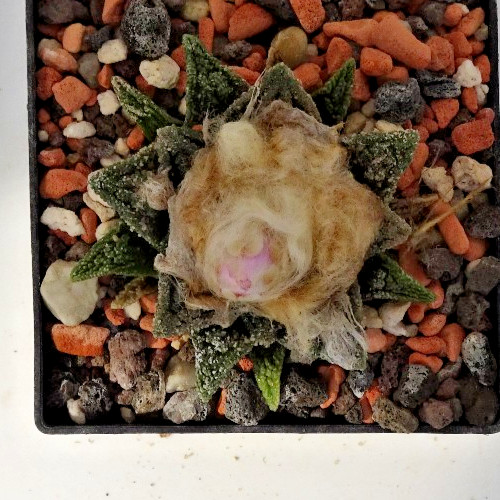 Cactus ariocarpus - cactus,
