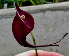 Masdevallia Black Velvet Hybride Select XL pianta orchidea orchidee epidendro
