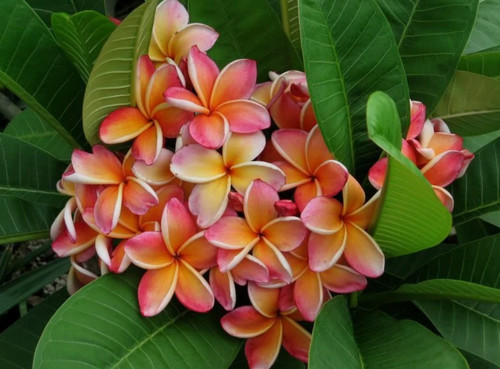 Semi plumeria penang - di,