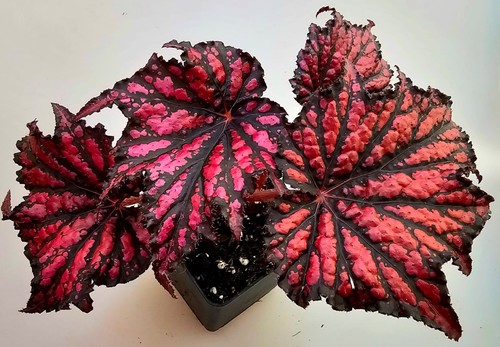 Bellissimo ibrido begonia - di,