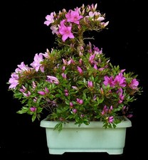 Bonsai azalea giappone - bonsai,