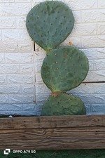 FICO D'INDIA OPUNTIA ROBUSTA