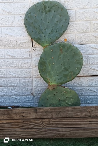 Fico india opuntia robusta - fico,