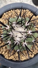 1pz Copiapoa cinerea WYSIWYG
