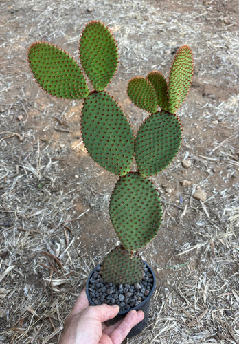 Opuntia microdasys rufida - rufida, a