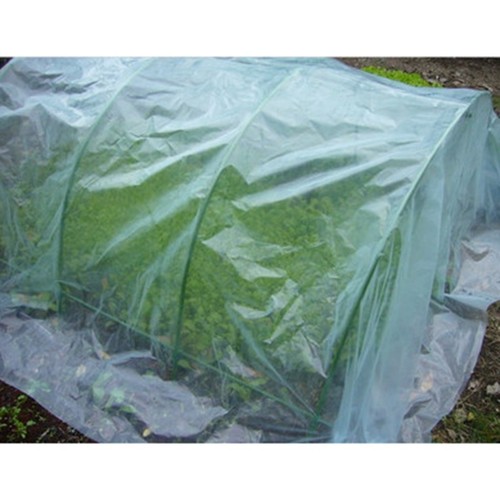 Serra aiuola precoce - ,