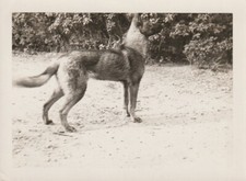 B3 -  Foto Photo Fotografia Anni 60 - Cane Incrocio