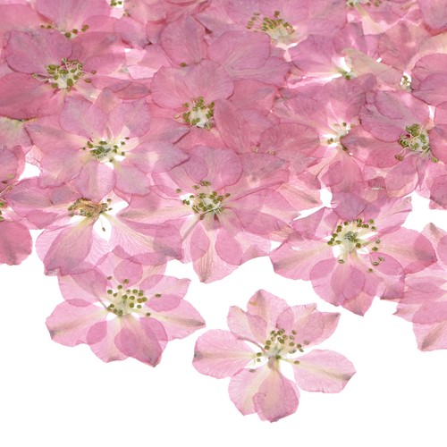 Fiori secchi pressati per