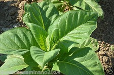 2000 semi di tabacco varieta' golden virginia- per sigarette-nicotina tabacun