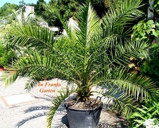 Phoenix reclinata palma da - phoenix, reclinata,