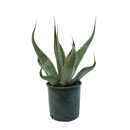 Agave havardiana - agave,
