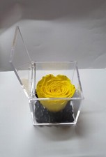 Rosa gialla Stabilizzata
