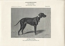 Stampa antica CANE FEMMINA STORM SELIKA 1910 Antique print dogs