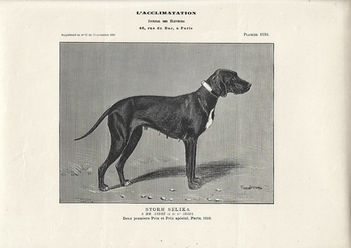 Stampa antica cane femmina - antica,