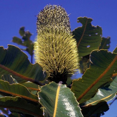 Banksia robur ml - robur, 50
