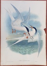John Gould Ornitologia stampa antica litografia 1865 sterna paradisea codalunga