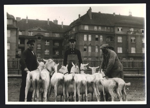 Fotografia mostra animali - mostra, di