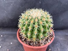 ECHINOCACTUS GRUSONII V