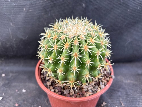 Echinocactus grusonii - echinocactus,