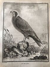 FALCONERIA,ornitologia 1780 Buffon “ ABUZZAGO”