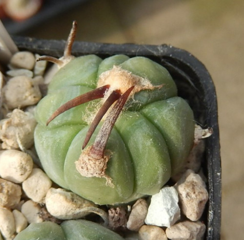 Echinocactus horizonthalonius