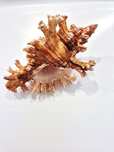 Murex palmarosa rare - ,