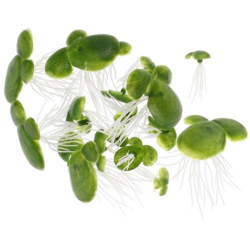 Pcs lenticchia d acqua - 18,