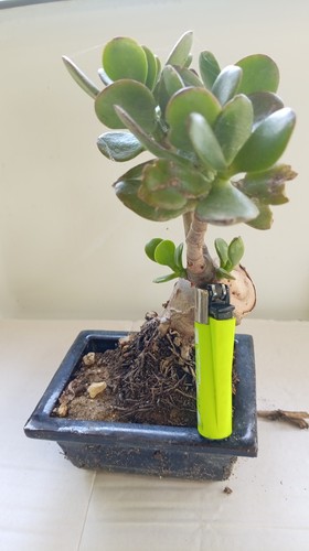 Crassula ovata albero giada - crassula,