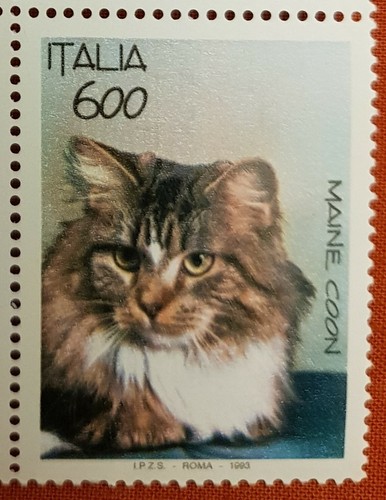 Gatti maine coon 1993 - coon,