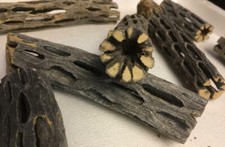 Legno Vuka 15 cm Cholla Wood