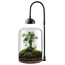 Terrario per Piante in Vetro